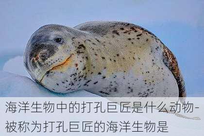 海洋生物中的打孔巨匠是什么动物-被称为打孔巨匠的海洋生物是